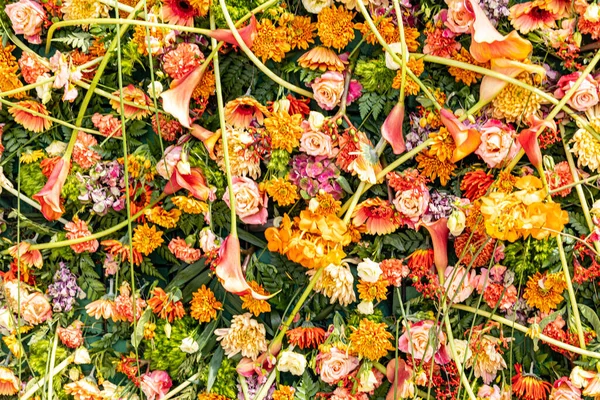 Güzel doğal otlaklar, yakın plan çiçekli arka plan.