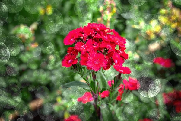 暖かい夏の日に緑の庭の背景にひげを生やした庭のカーネーションの美しい赤い花 — ストック写真