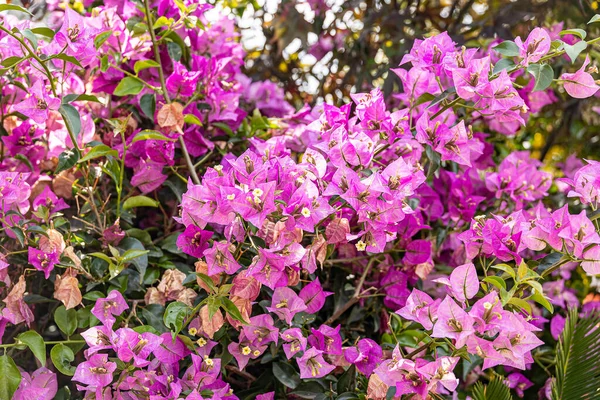 Piękny Naturalny Różowy Tło Kwiaty Bugenwilla Zbliżenie — Zdjęcie stockowe