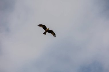 beautiful elegant bird of prey on the background of gray clouds