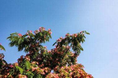 beautiful delicate Albizia Julibrissin tree on a warm sunny summer day in close-up