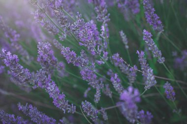 beautiful purple lavender flower growing in a warm green summer garden in the rays of the sun