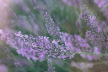 beautiful purple lavender flower growing in a warm green summer garden in the rays of the sun