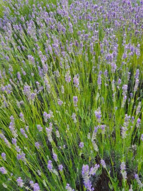 beautiful purple lavender flower growing in a warm green summer garden in the rays of the sun