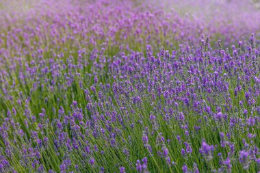 beautiful purple lavender flower growing in a warm green summer garden in the rays of the sun