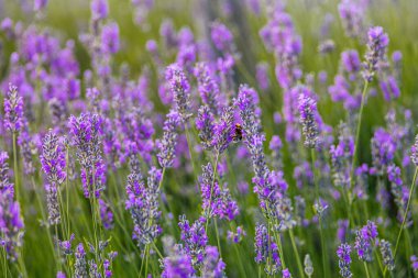 beautiful purple lavender flower growing in a warm green summer garden in the rays of the sun