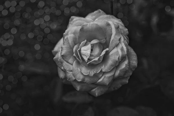 Beautiful Delicate Rose Flower Close Garden Sunshine — Stock Photo, Image