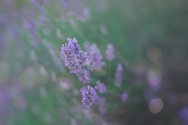 Belle Fleur Lavande Pourpre Poussant Dans Jardin Été Vert Chaud — Photo