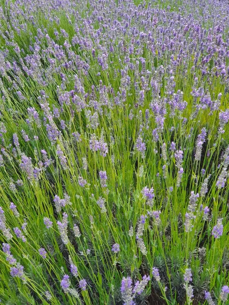Beautiful Purple Lavender Flower Growing Warm Green Summer Garden Rays — Stock Photo, Image