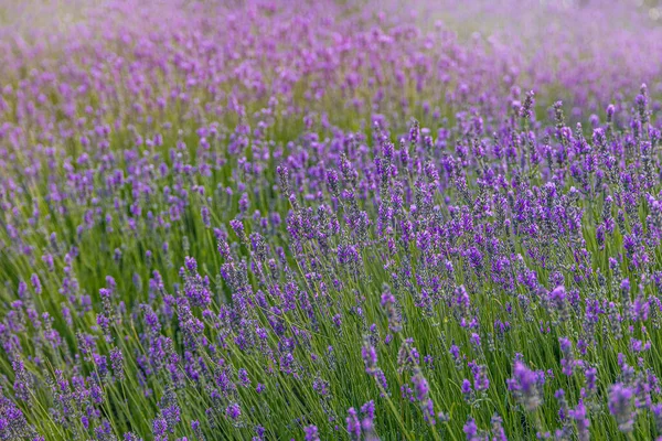 Bela Flor Lavanda Roxa Crescendo Jardim Verão Verde Quente Nos — Fotografia de Stock