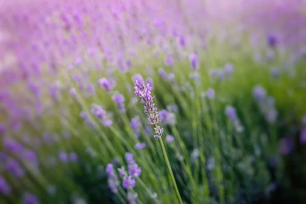 Belle Fleur Lavande Pourpre Poussant Dans Jardin Été Vert Chaud — Photo