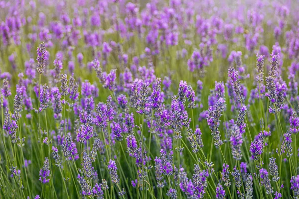 Schöne Lila Lavendelblüte Wächst Einem Warmen Grünen Sommergarten Den Strahlen — Stockfoto