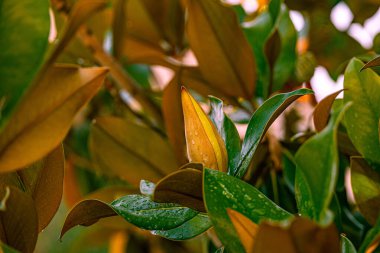 Güzel beyaz manolya, yağmurlu bir günde ağaçtaki yeşil yaprakların zeminine karşı.