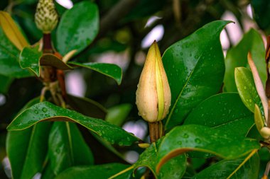 Güzel beyaz manolya, yağmurlu bir günde ağaçtaki yeşil yaprakların zeminine karşı.
