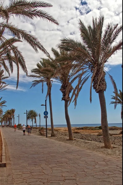 Beautiful Summer Landscape Sunny Day View Road Palm Trees Shore —  Fotos de Stock