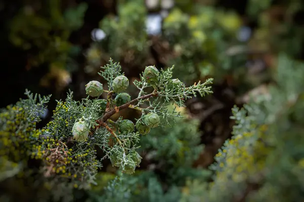 Een Prachtige Groene Cipressenboom Die Een Achtergrond Vormt Een Zomerse — Stockfoto