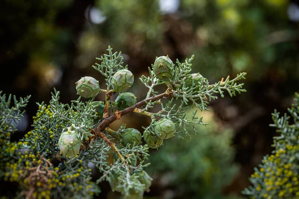 Een Prachtige Groene Cipressenboom Die Een Achtergrond Vormt Een Zomerse — Stockfoto