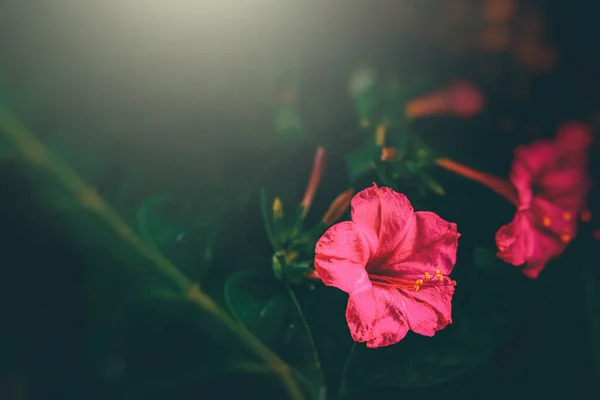 Schöne Rote Blume Garten Den Strahlen Der Sommersonne Nahaufnahme — Stockfoto