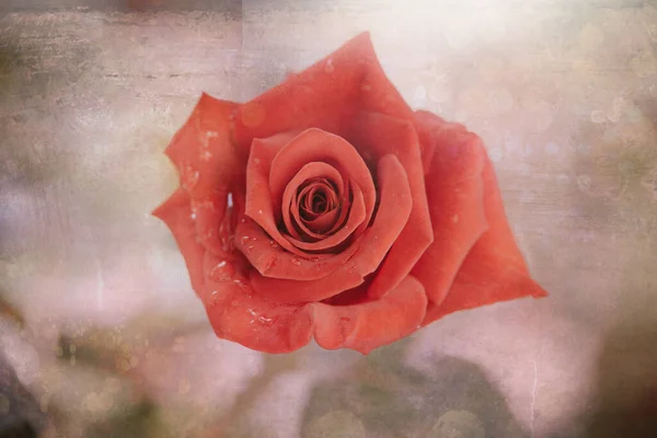 Beautiful Flower Blossomed Orange Rose Close — Foto de Stock