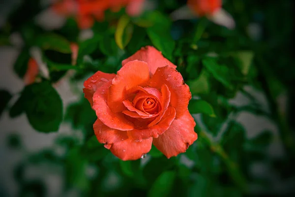 Beautiful Flower Blossomed Orange Rose Close — Zdjęcie stockowe