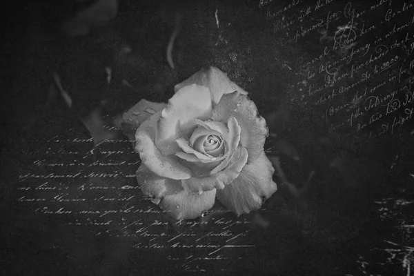 Красива Квітка Розквітла Червона Троянда Крупним Планом — стокове фото