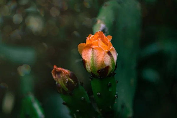 Beautiful Orange Prickly Pear Cactus Flower Background Green Garden — Stockfoto