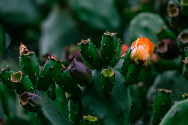 Beautiful Orange Prickly Pear Cactus Flower Background Green Garden — Zdjęcie stockowe
