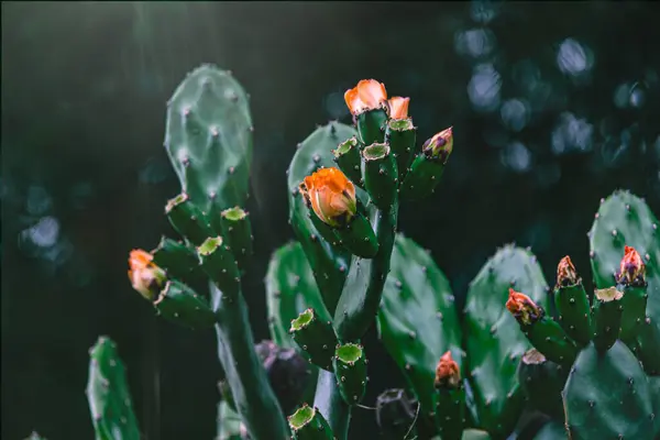 Beautiful Orange Prickly Pear Cactus Flower Background Green Garden — Stockfoto