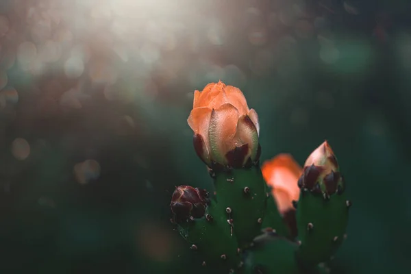 Beautiful Orange Prickly Pear Cactus Flower Background Green Garden — Stockfoto