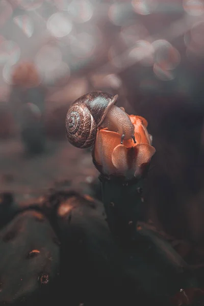 Schöne Kleine Schnecke Auf Der Orangefarbenen Blüte Eines Kaktusfeigen Großaufnahme — Stockfoto