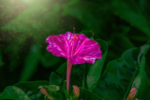 Belle Fleur Orange Sur Fond Feuilles Vertes Dans Jardin — Photo