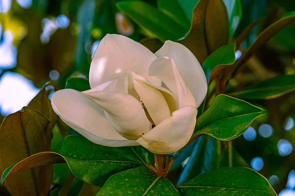 Schöne Weiße Magnolie Vor Dem Hintergrund Der Grünen Blätter Auf — Stockfoto