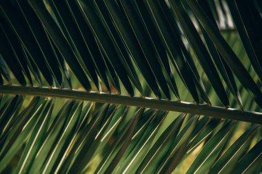 Tropikal güneş tarafından aydınlatılan doğal bir ortamda palmiye yapraklarıyla güzel yeşil bir zemin.