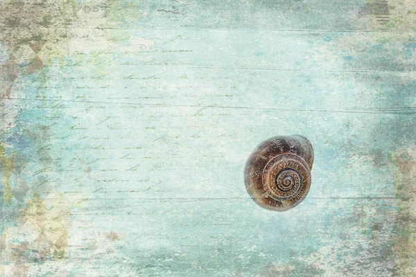 Beautiful Little Snail Shell Interesting Abstract Background — Stock Photo, Image