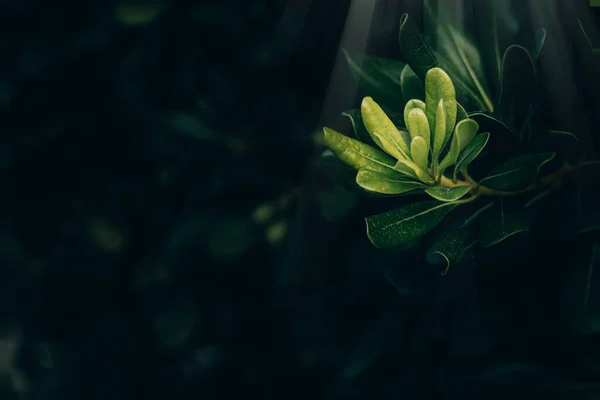 Schöne Grüne Blätter Mit Sonnenstrahlen Aus Nächster Nähe Vor Einem — Stockfoto