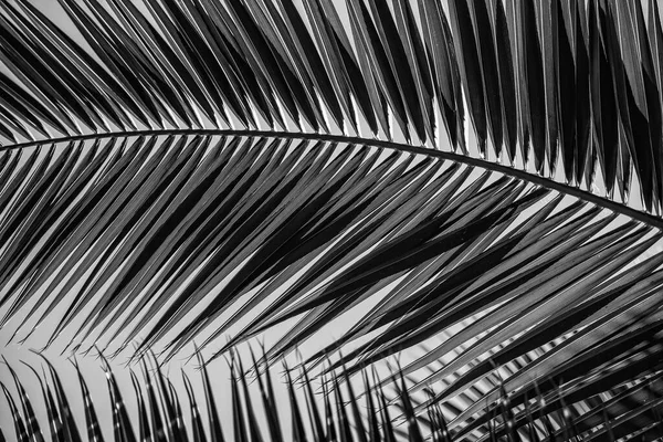 태양이 비추는 환경에서 야자나무 가까이 아름다운 — 스톡 사진