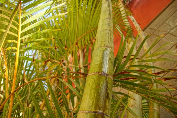 Beau Fond Vert Avec Des Feuilles Palmier Gros Plan Dans — Photo