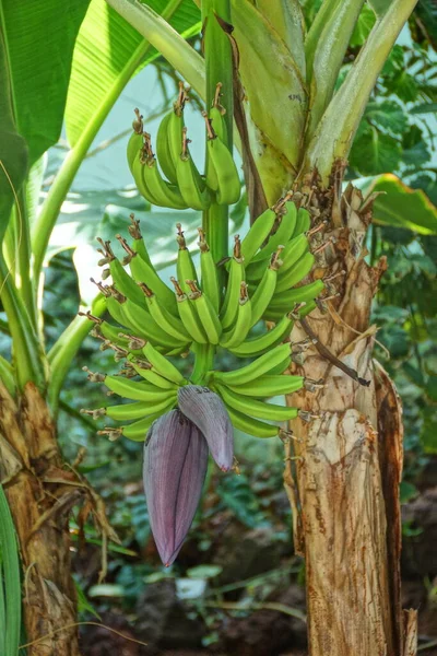 Gran Racimo Verde Plátanos Árbol Con Fondo Follaje Verde —  Fotos de Stock