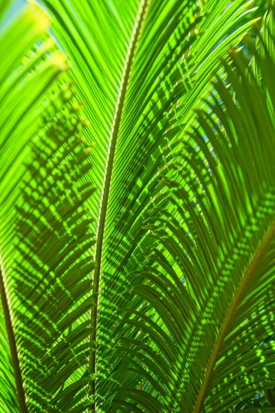 熱帯の太陽に照らされた自然環境の中でヤシの葉がクローズアップされた美しい緑の背景 — ストック写真