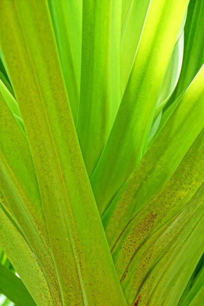 熱帯の太陽に照らされた自然環境の中でヤシの葉がクローズアップされた美しい緑の背景 — ストック写真