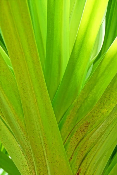 Beautiful Green Background Palm Leaves Close Natural Environment Lit Tropical — Stock Photo, Image