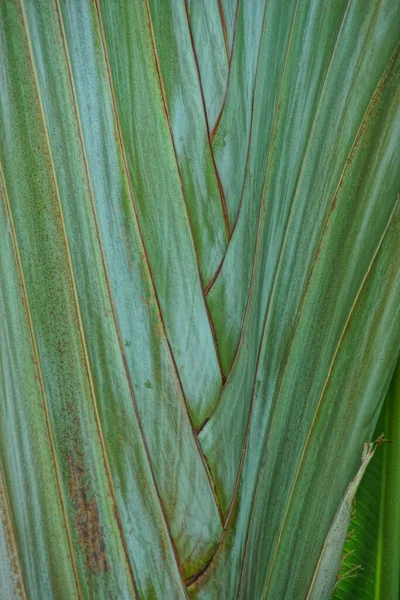 Krásné Zelené Pozadí Palmovými Listy Zblízka Přírodním Prostředí Osvětleném Tropickým — Stock fotografie