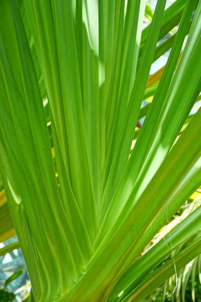 Mooie Groene Achtergrond Met Palmbladeren Close Een Natuurlijke Omgeving Verlicht — Stockfoto