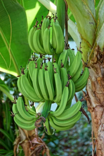 Gran Racimo Verde Plátanos Árbol Con Fondo Follaje Verde —  Fotos de Stock