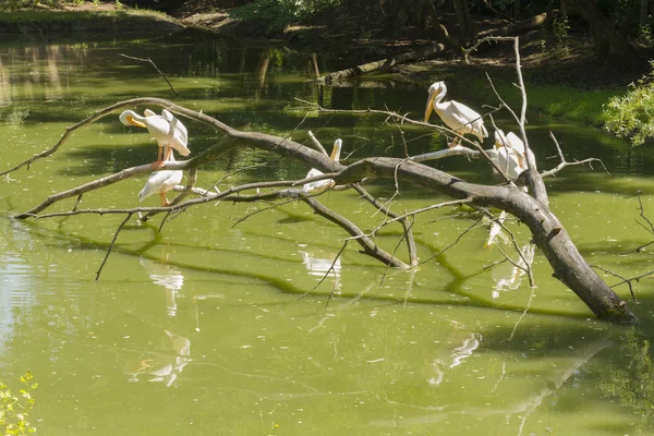 Pelicans — Stock Photo, Image