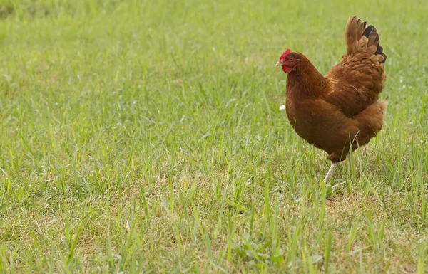 Galinha de frango — Fotografia de Stock