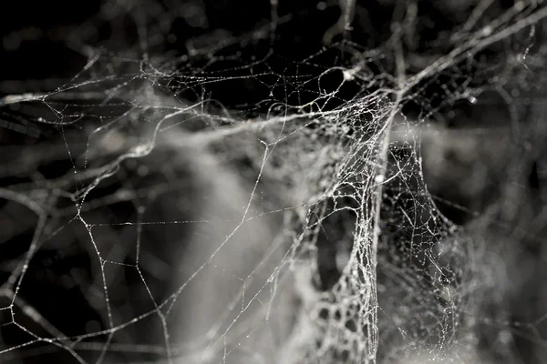 Cobweb фон — стоковое фото
