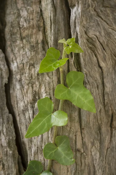 Feuilles de lierre — Photo