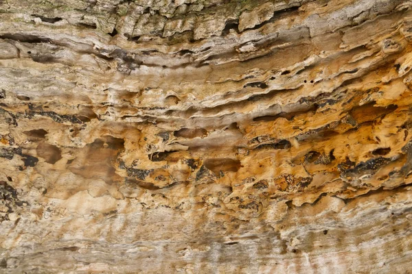 Legno di decadimento — Foto Stock