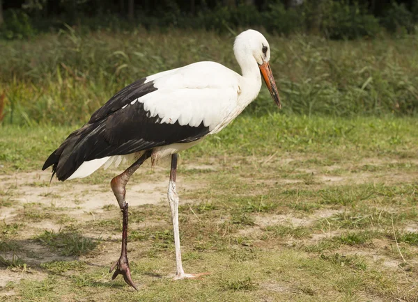 Stork with broken leg — Stock Photo, Image